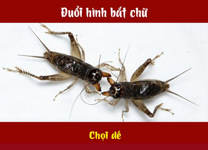 Đuổi hình bắt chữ: Đây là tên trò chơi dân gian nào? (P10)- Ảnh 4.