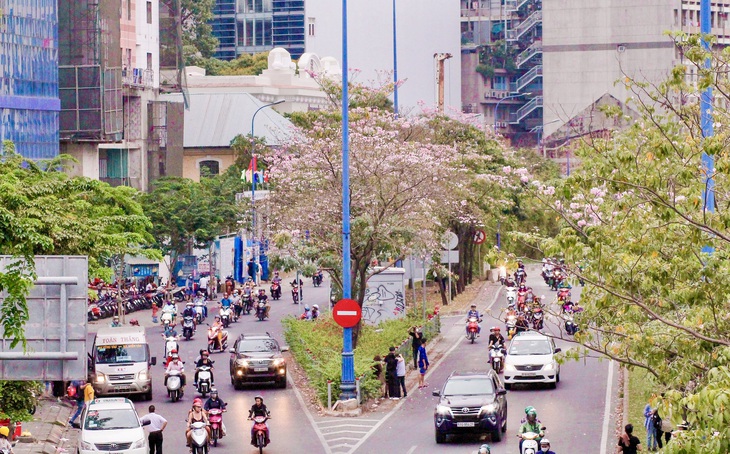 Vì sao hoa kèn hồng ở TP.HCM không nở rộ, có cây còn 'không chịu nở bông'?- Ảnh 8.