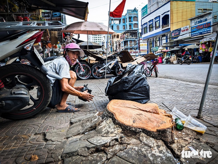 Hàng cổ thụ trên đường Hoàng Văn Thụ ở phố núi Pleiku bị cưa sát gốc- Ảnh 3. Những cây cổ thụ tỏa bóng mát mấy chục năm qua giờ chỉ còn phần gốc - Ảnh: TẤN LỰC
