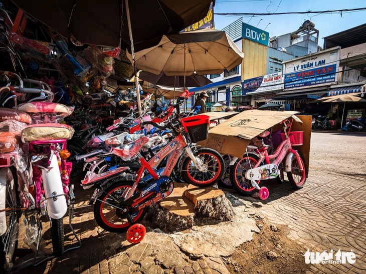 Hàng cổ thụ trên đường Hoàng Văn Thụ ở phố núi Pleiku bị cưa sát gốc- Ảnh 4. Người kinh doanh bày xe đạp trên gốc cây lim xẹt vừa bị cưa hạ mấy ngày trước - Ảnh: TẤN LỰC