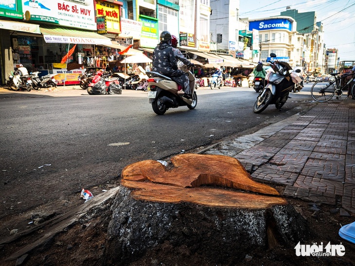 Hàng cổ thụ trên đường Hoàng Văn Thụ ở phố núi Pleiku bị cưa sát gốc- Ảnh 6. Một gốc lim xẹt 50 năm tuổi vừa bị cưa hạ để nhường chỗ cho dự án - Ảnh: TẤN LỰC
