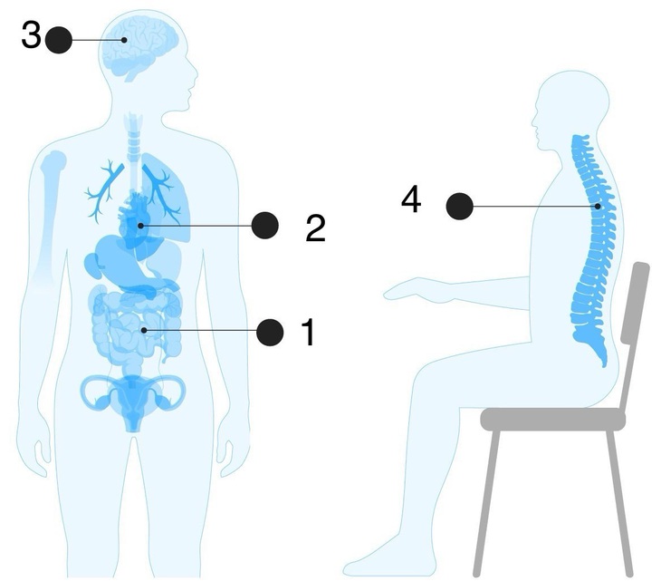 1. Ngồi lâu gây chèn ép bụng, tiêu hóa chậm gây táo bón;   2. Khi ngồi nhiều, máu không lưu thông khắp cơ thể một cách hiệu quả, khiến axit béo tích tụ và làm tăng nguy cơ mắc bệnh tim;   3. Thiếu tập thể dục có thể làm giảm động lực, tăng cortisol và gây lo lắng, trầm cảm; 4. Ngồi quá nhiều khiến xương yếu, dẫn đến tăng nguy cơ gãy xương.