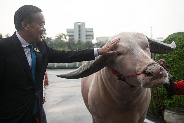 Thủ tướng Thái Lan Srettha Thavisin &quot;nựng&quot; Ko Muang Phet trước văn phòng của mình - Ảnh: AFP