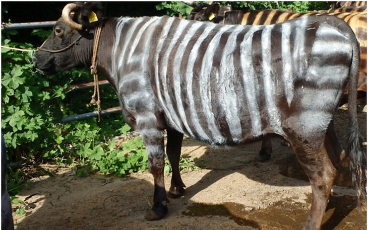 Vì sao con người không thuần hóa được ngựa vằn? - Ảnh 5.