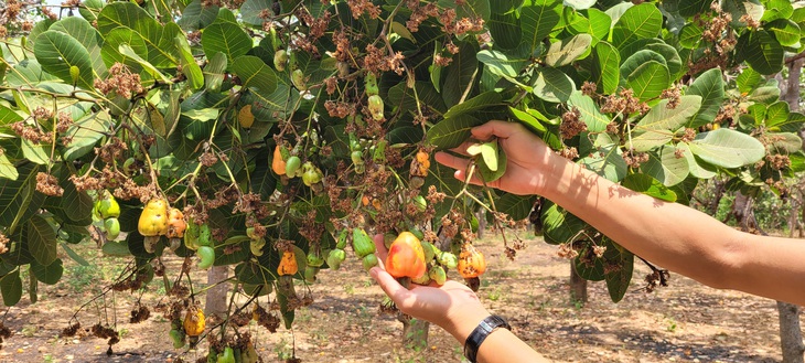 Người trồng điều Tây Nguyên thất bát vì mùa điều năm nay mất mùa - Ảnh: BỒNG SƠN