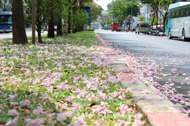 Tuy rực rỡ là thế, kèn hồng chỉ nở rộ 3-4 ngày rồi lại nhanh chóng rơi rụng - Ảnh: NGỌC QUÝ