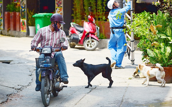 887 người chết vì bệnh dại: Không được để chó thả rông, cắn người nữa