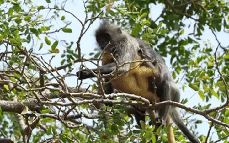 Người dân giao voọc bạc Đông Dương quý hiếm phát hiện trên sông Sài Gòn cho kiểm lâm - Ảnh 3.