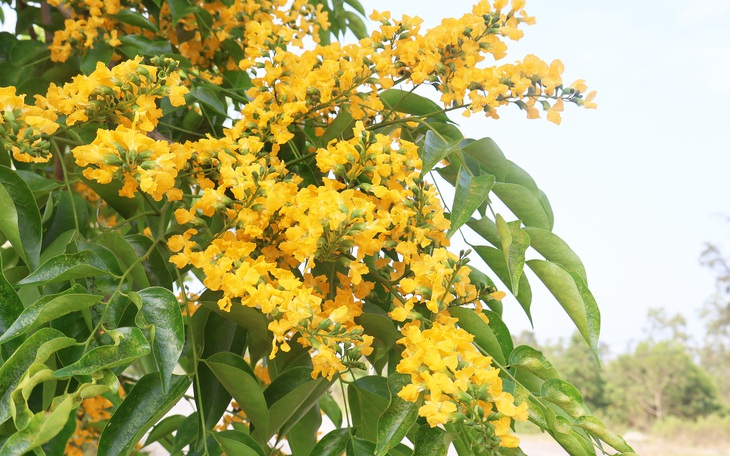 Lạc vào vườn sưa cổ thụ trụi lá ở Hương Trà, người dân check-in ngày cận Tết - Ảnh 2.