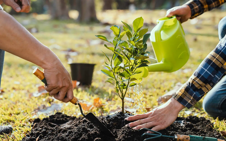 Trồng cây ở những nơi không thích hợp có thể góp phần làm nóng lên toàn cầu - Ảnh minh họa: Envato Elements