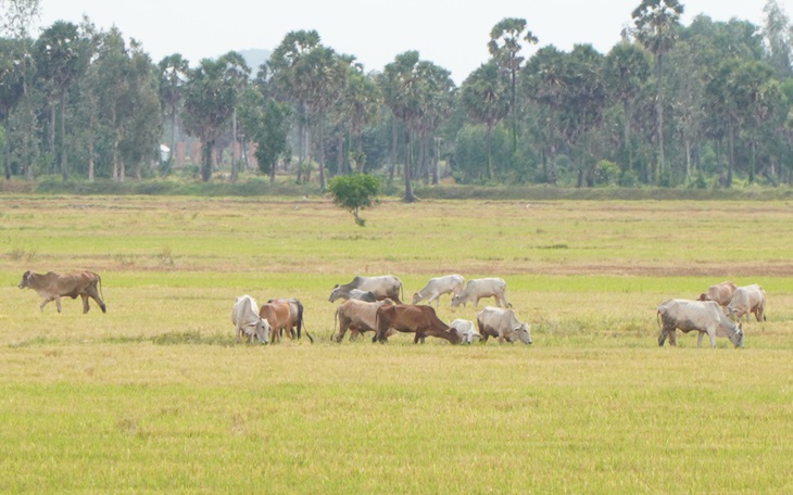 An Giang phát cảnh báo mưa dông và sấm sét sau đợt nắng nóng kéo dài