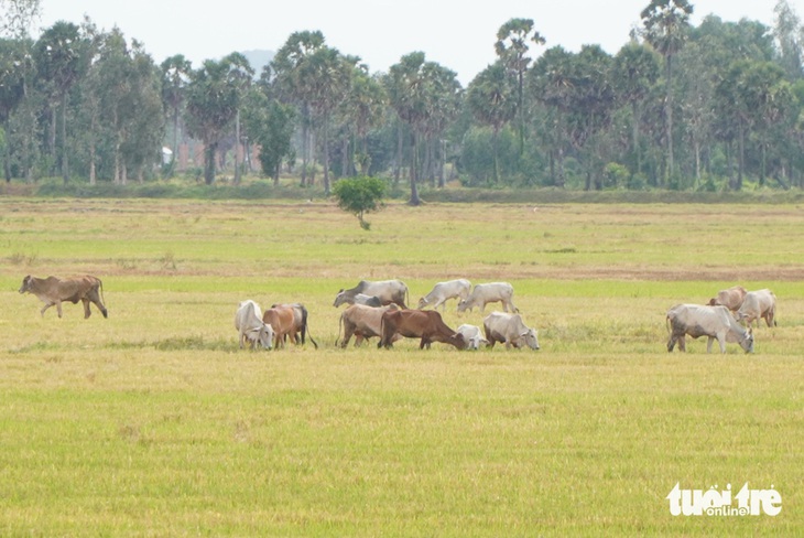 An Giang cảnh báo mưa dông, sét sau đợt nắng nóng kéo dài - Ảnh: CHÍ HẠNH