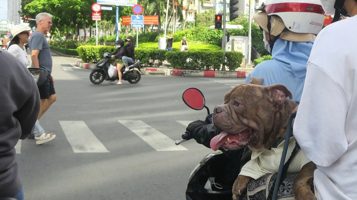 Chở chó dữ không bịt mõm trên đường ở TP.HCM - Ảnh: T.T.D.