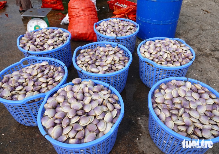 Ông Phạm Duy Khánh - phó chủ tịch UBND xã Thạch Kim - cho biết từ sau Tết tới nay tàu thuyền của ngư dân địa phương rất đông và trúng đậm nhiều hải sản như cá, sò, tôm và ngao tím, đem về thu nhập cao