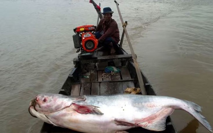 'Ma sông Mekong' xuất hiện trở lại sau gần 20 năm - Ảnh 2.