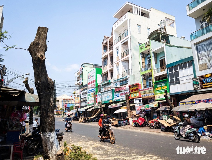 Tiếc nuối hàng chục gốc phượng giữa Pleiku bị cưa ngang thân- Ảnh 1. Tuyến đường Hoàng Văn Thụ rợp bóng cây, nay đã trọc lóc vì hàng phượng bị cưa ngang thân - Ảnh: TẤN LỰC