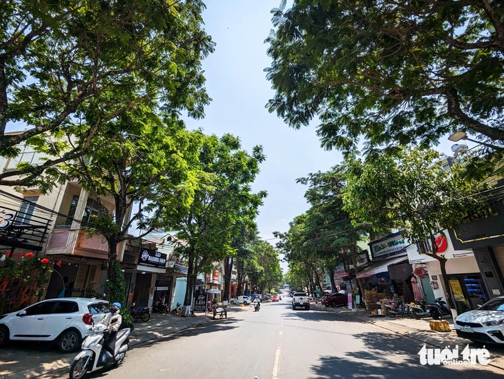 Tiếc nuối hàng chục gốc phượng giữa Pleiku bị cưa ngang thân- Ảnh 3. Đường Hoàng Văn Thụ rợp bóng mát ở đoạn giao Hùng Vương và đường Wừu