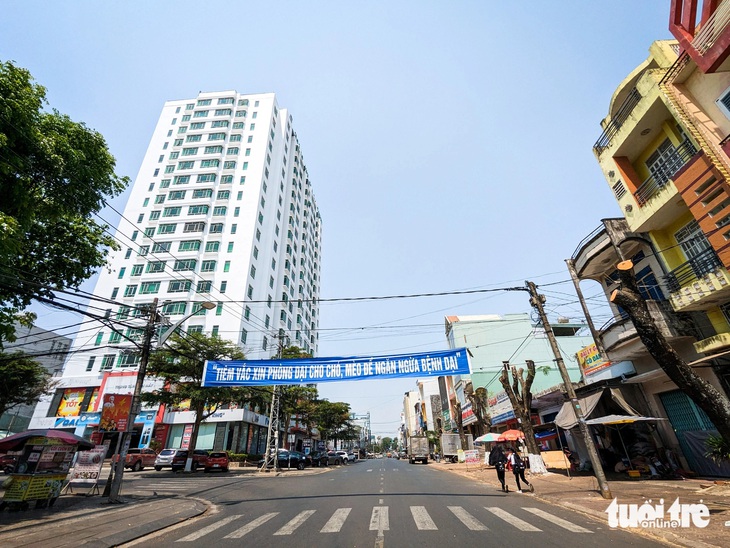 Tiếc nuối hàng chục gốc phượng giữa Pleiku bị cưa ngang thân- Ảnh 4. Trong khi đó, ở đoạn giao từ Hùng Vương trở ra tới Phan Đình Phùng đã trống hoắc vì cây bị cưa