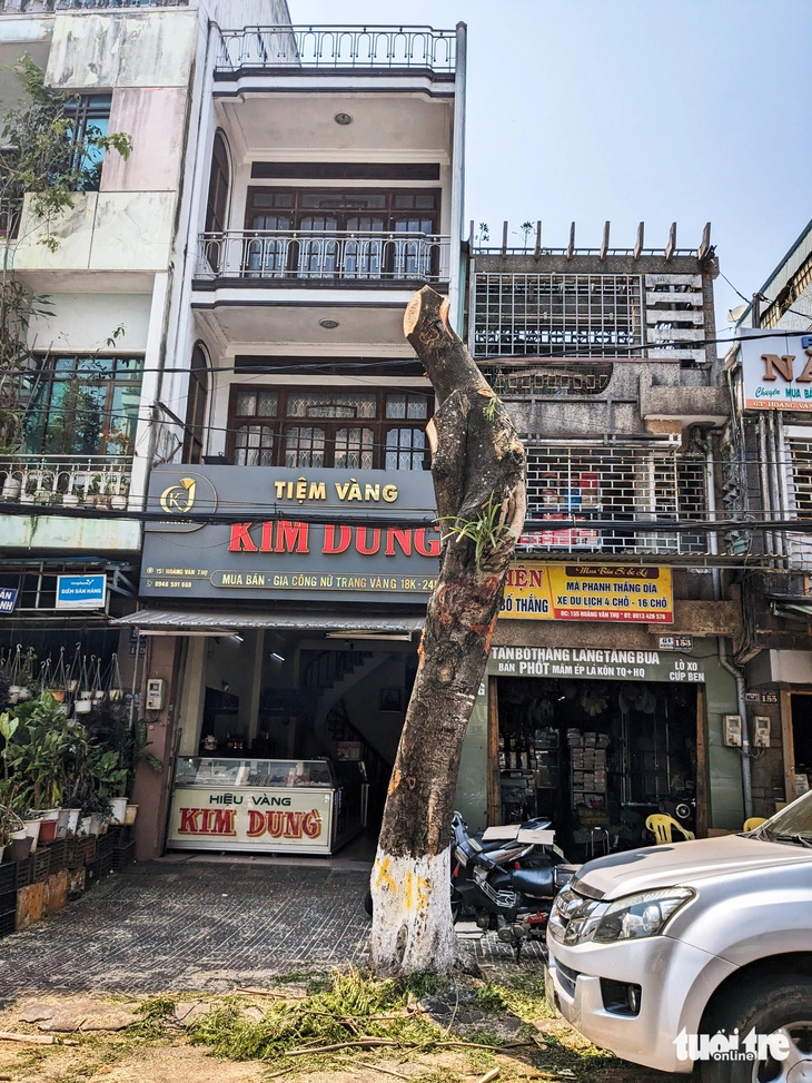 Tiếc nuối hàng chục gốc phượng giữa Pleiku bị cưa ngang thân- Ảnh 2. Cây phượng từng tỏa bóng mát, nay trơ trọi mỗi phần gốc trước cửa một hiệu vàng