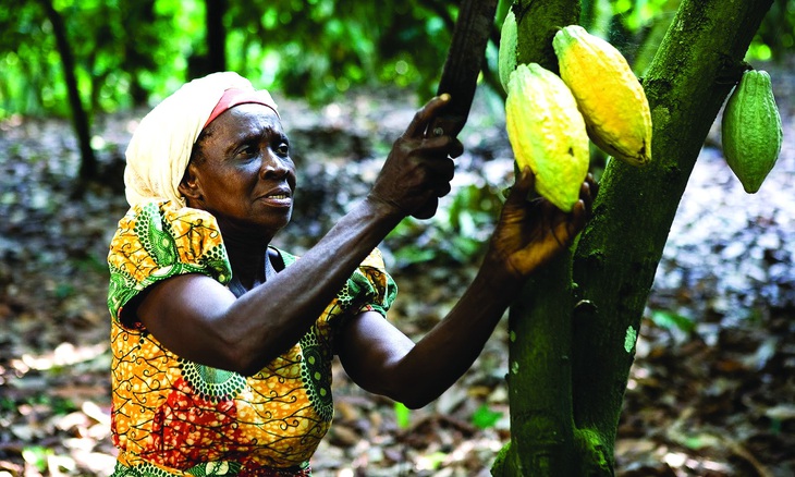 Một phụ nữ trong dự án ca cao bền vững tạo tín chỉ carbon ở Ghana. Ảnh: WORLD BANK