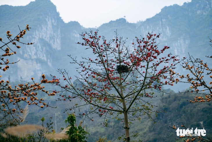 Mê mẩn những cung đường ngập tràn sắc hoa xuân ở Hà Giang- Ảnh 6.