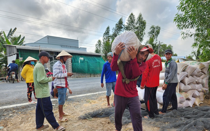 Lúa đông xuân thoát hạn mặn, đạt năng suất cao nhưng giá giảm - Ảnh 3.