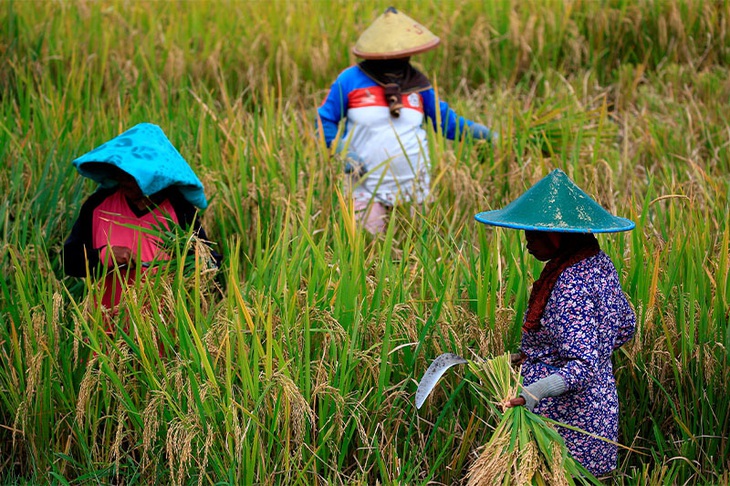 Nông dân thu hoạch lúa tại huyện Candipuro, tỉnh Đông Java, Indonesia, ngày 9-12-2021 - Ảnh: REUTERS