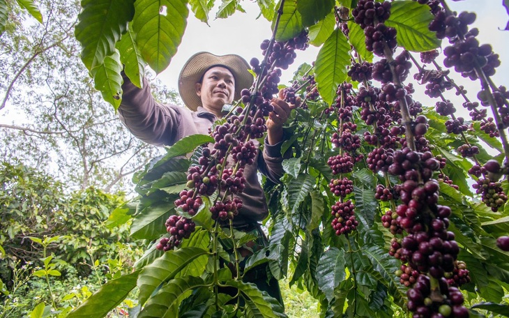 Thời hoàng kim của cây cà phê?