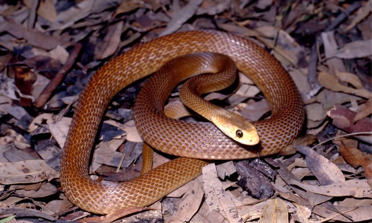 Rắn Taipan ven biển - Ảnh: A-Z ANIMALS