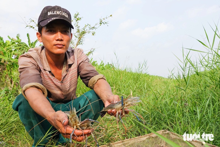 Anh Lê Văn Thức buồn vì tôm càng xanh bị hao hụt nhiều do thiếu nước, chậm lớn - Ảnh: CHÍ CÔNG