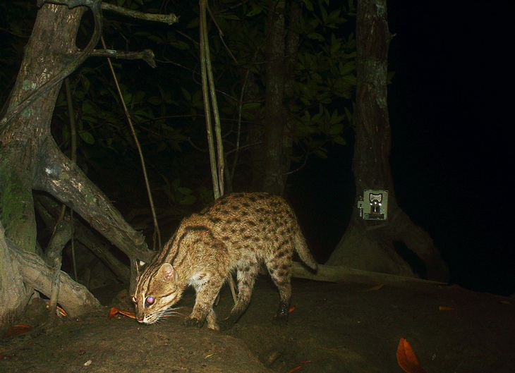 Một con mèo cá ở khu bảo tồn động vật hoang dã Peam Krasop - Ảnh: Fauna & Flora/FCEE