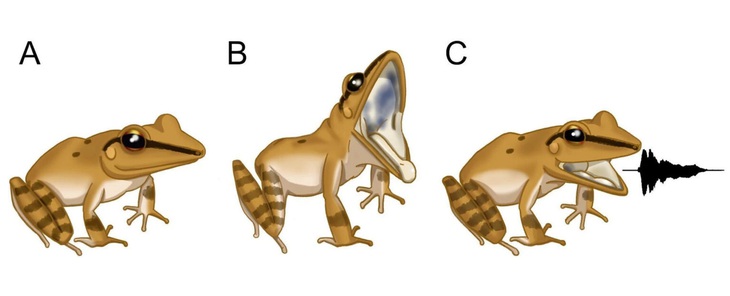 Minh họa hành vi la hét của ếch lá