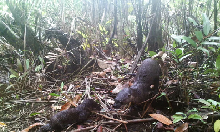 Những con rái cá lông mượt trong rừng ngập mặn - Ảnh: Fauna & Flora/FCEE