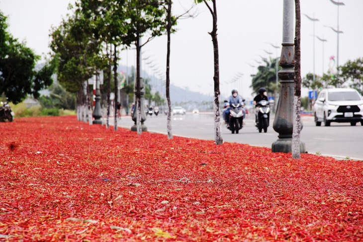 'Con đường ớt' là tên gọi của nhiều người dành cho đường Trường Sa - Ảnh: TRẦN MAI