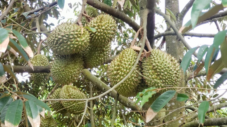 Sầu riêng thu không kịp bán, xuất khẩu sang Trung Quốc vượt qua Thái Lan - Ảnh: GIA TIẾN