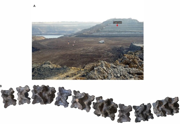 Ảnh A là toàn cảnh khu hóa thạch và B là hình ảnh các đốt sống của rắn Vasuki - Ảnh: IFLScience