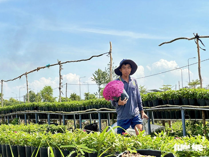 Ngày nay nông dân Làng hoa Sa Đéc trồng và buôn bán quanh năm, du khách có thể tham quan chụp ảnh và mua hoa - Ảnh: ĐẶNG TUYẾT