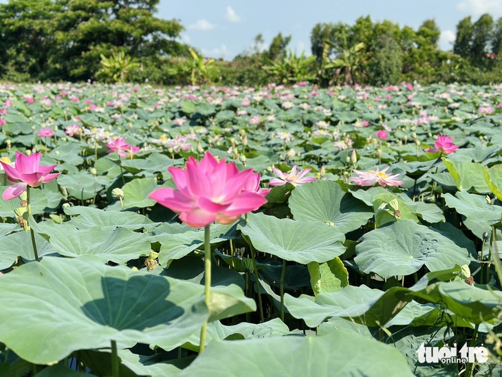 Những cánh đồng sen bát ngát hương thơm thường nở rộ vào mùa nước nổi từ tháng 8 đến tháng 11 và mùa hè từ tháng 4 đến tháng 6 hằng năm - Ảnh: ĐẶNG TUYẾT