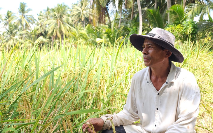 Giữa mùa xâm nhập mặn, đất Trà Vinh vẫn phì nhiêu nhờ phòng bị tốt