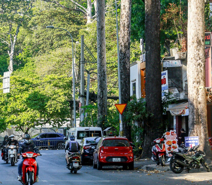 Hàng cây dầu ở đầu đường Sương Nguyệt Anh (giáp đường Cách Mạng Tháng 8) cũng nằm trong diện phải đốn hạ để làm tuyến metro số 2 - Ảnh: CHÂU TUẤN