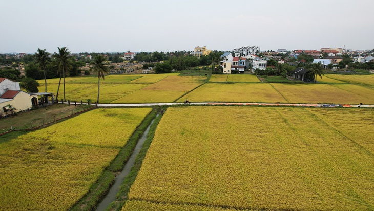 Những đồng lúa bát ngát chín và đổ màu đồng loạt ở rìa phố cổ Hội An - Ảnh: PHẠM VĂN SƠN