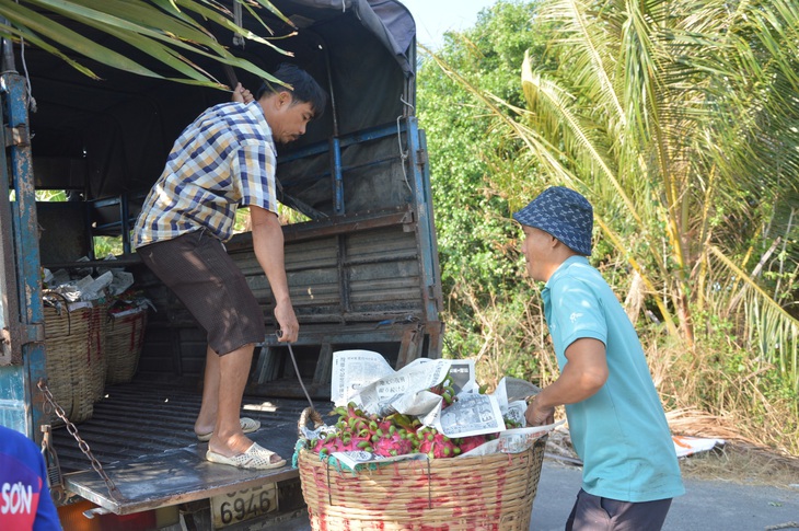 Hiện thương lái thu mua thanh long tại tỉnh tiền Giang với mức giá trên dưới 30.000 đồng/kg - Ảnh: MẬU TRƯỜNG