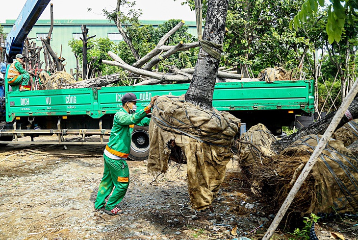 Cây xanh sau khi được di dời sẽ chuyển đến các vườn ươm để nuôi dưỡng, tưới nước hằng ngày - Ảnh: LÊ PHAN