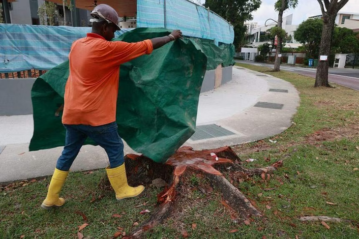 Đốn hạ cây xanh để làm làn đường xe đạp ở Singapore - Ảnh: THE STRAITS TIMES