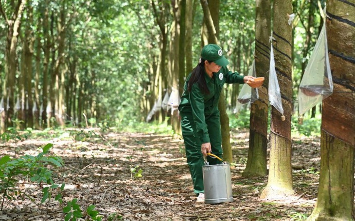 Cao su Việt Nam: Tăng trưởng xanh và phát triển bền vững