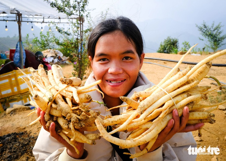 Củ đẳng sâm trắng, mềm như củ cải, là nguyên liệu phổ biến trong ẩm thực của đồng bào Xơ Đăng Kon Tum - Ảnh: TẤN LỰC 