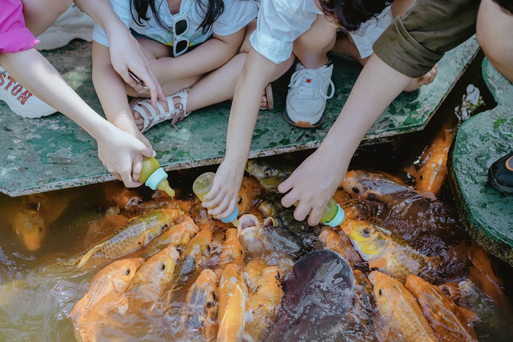 Cho cá bú bình là một trải nghiệm dễ thương, nhẹ nhàng hấp dẫn các bạn nhỏ