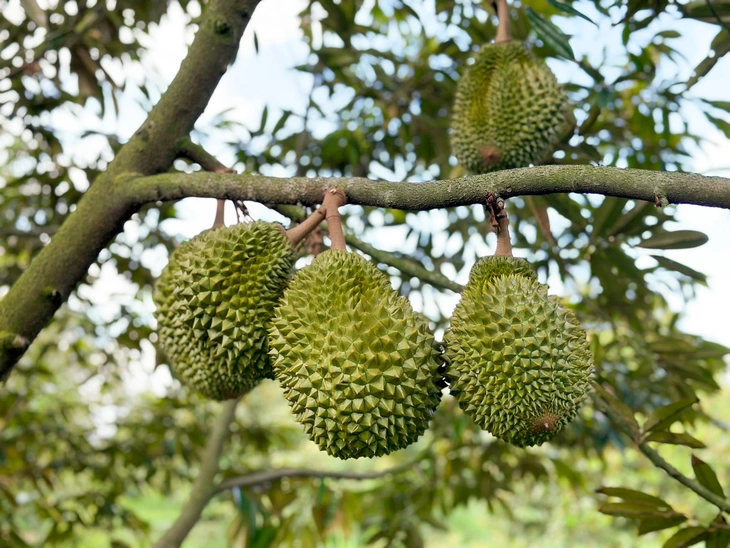 Điểm đáng lưu ý về thời gian cấp mã vùng trồng sầu riêng xuất khẩu sang Trung Quốc - Ảnh 1.