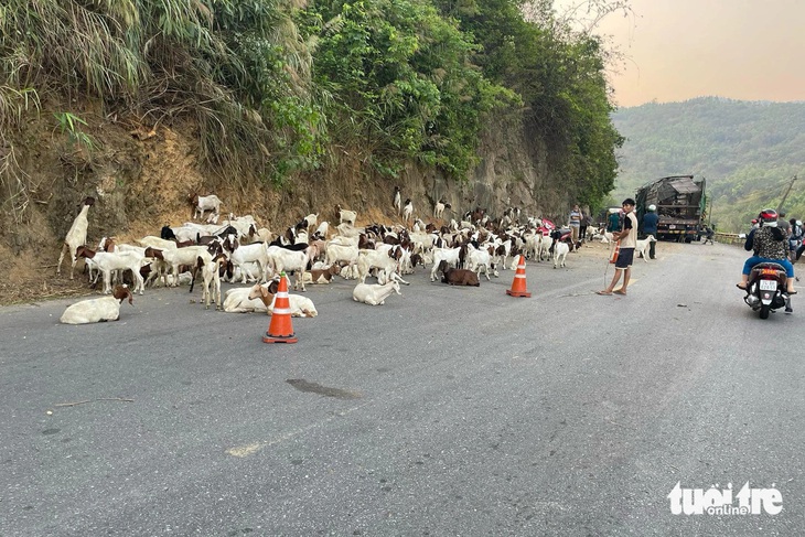 Đàn dê trên xe tải bị tràn ra đường - Ảnh: Mạng xã hội