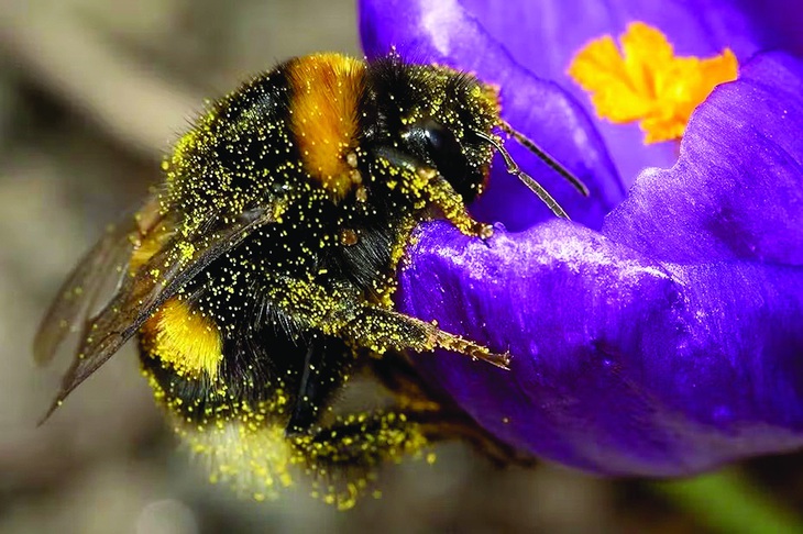 Một con ong nghệ (Bombus terrestris) được bao phủ bởi phấn hoa. Ảnh: P7r7